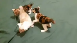 3 charming baby cat born on 14 04 2023