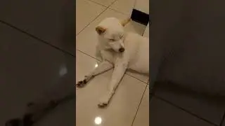 after working a normal 40-hour work week, I just wanna sleep all day feat white Shiba inu dog