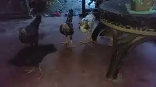 Feeding Native Chicken early in the morning..