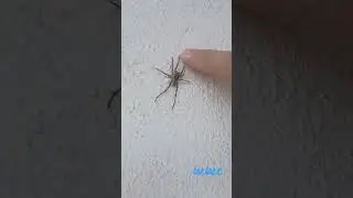 Poke a spider #spider