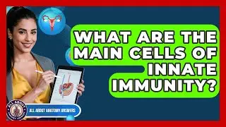 What Are The Main Cells Of Innate Immunity? - All About Anatomy Answers