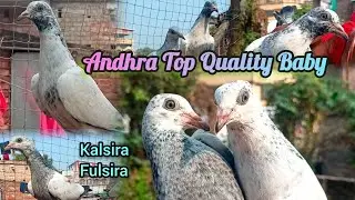 Andhra Fulsira Couple Dodi Kalsira ❤️ Baby Shokh | New Trending Video 🔥