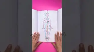 DIY Paper Book with Body Systems Explained for Kids