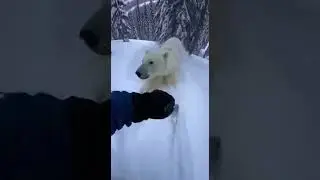 NO WAY😂 Watch This Polar Bear's Hilarious Reaction #funny #bear #viral