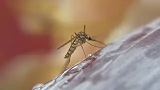 Mosquito  Drinking water