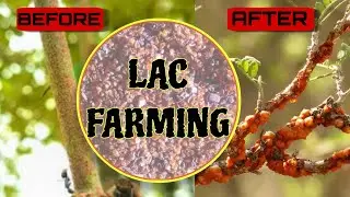 LAC FARMING| PROFITABLE FARMING GUIDE|