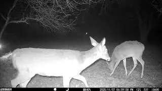 Archive Files of Trail Camera 3 Compilation 20251110 D