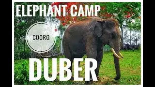 Dubare Elephant Training Camp | dubare delta Island| Coorg tourism| Karnataka 2019 | Travel Siyapa