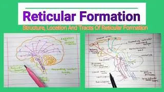 What is/are the Structure , Location And Tracts Associated With Reticular Formation | Medico Star.