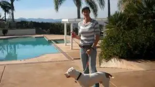 Tips on Dog Communication