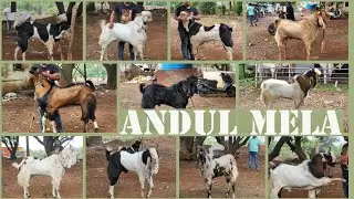 FSZ & H2 GOAT FRAM KA ANDUL MELA | TOP QUALITY ANDUL COLLECTION | BHIWANDI PADGA @msqvlogs5186