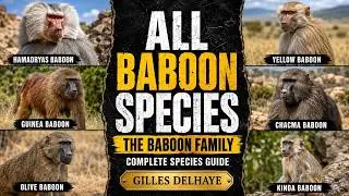 All Baboon Species - Species List