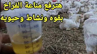 23-اقوي رفع مناعه(سوبر) للفراخ البيضاء للزيادة مناعه الفراخ وزياده الوزن في اليوم23من عمر الفراخ