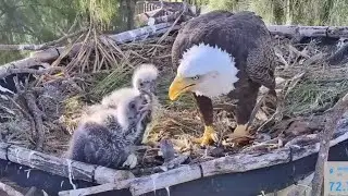 Second breakfast feeding for eaglets | Dade County Eagle | Jan 8, 2026
