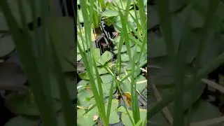 Mornings with Mindy... Northern green frog