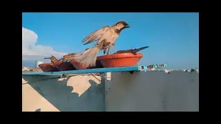 Sparrow in Motion! 🐦 Mid-Air Action at the Feeding Station | 4K Ultra HD