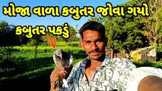 સવારે ઉઠીને કબુતર જોવા ગયો / ઘઉં માં વળું પાણી અને પાવર ગયો રાતે 7:00 વાગે  🤔😱  mehulthakorvlogs