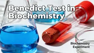 Benedict&rsquo;s Test Explained | Detecting Reducing Sugars (Step-by-Step Demonstration)