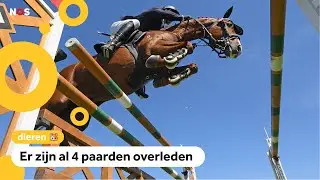 Paniek in paardenwereld vanwege gevaarlijk virus