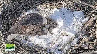 Duke Farms Eagle Cam on 2/4/26 2 shift changes dad really wants to take care of the eggs  ❤️🥚🥚🥚❤️
