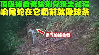 意外拍下猞猁狩猎的过程，即使遇上响尾蛇，猞猁也能轻松拿捏！