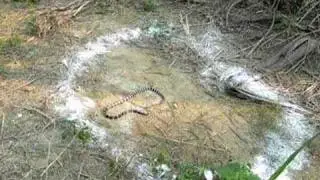 Snake cross the lime