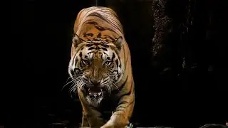 Night at the Zoo