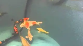 Koi in meiner Winterh&auml;lterung 3700l