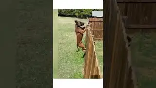 Funny and Hilarious Moments 😸😾 #shorts