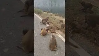hungry monkey feeding#monkeyeating #radhe  #premanandjimaharaj #animallovers #nonsubscribers #bandar