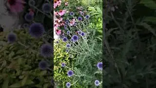 Echinops Ritro