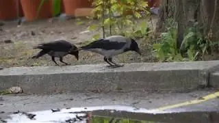 Hooded Crows (Corvus corone cornix)