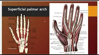 Palmar and dorsal arches in hand