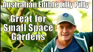 Australian Edible Lilly Pilly Tree for Small Space Gardens