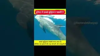 कौनसी हैं सबसे बुद्धिमान मछली?? Intelligent Animal in the world | GK | #short #fact #gkinhindi
