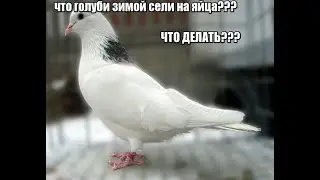 ПРО ПАРОВКУ ГОЛУБЕЙ/ КАК Я ПАРУЮ СВОИХ ГОЛУБЕЙ / Один из способов ПАРОВАНИЯ ГОЛУБЕЙ / ГОЛУБИ /