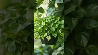 &ldquo;Tradescantia fluminensis: Belleza y resistencia en una planta&rdquo; #belleza #plantas