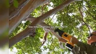 Tree Removal Service San Antonio TX - Emergency Tree Service Near Me