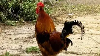 Cockadoodle Do