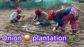 पाँचवें दिन प्याज की रोपाई करते हुए Part-3 onions 🧅 plantation #onion