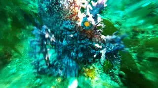 Ambon, Diving, Indonesia