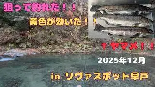 リヴァスポットでヤマメは釣れる？効いたのは黄色だった