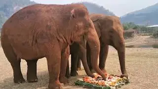 Happy Birthday sweet beautiful Faa Mai at Elephant Nature Park