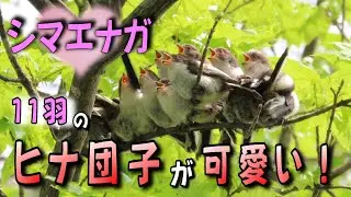 シマエナガ　11羽のヒナ団子が可愛い！2025年5月31日撮影