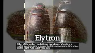 How to Say Elytron in English? | What is Elytron? | How Does Elytron Look?