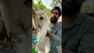 Extreme Punch Face Persian Cat in Low Price 🤍🔥#shorts #cat #persiancate