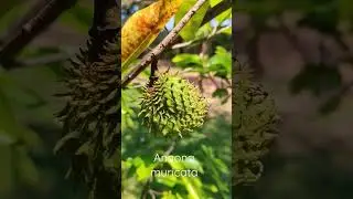 Смета́нное я́блоко, или&nbsp;анно́на колю́чая.&nbsp;Annona muricata.