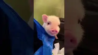 cute pig #pig #cutepiggy #inthebarnonthepigfarm #animals #cutepiglets #pets #adorablepigs #cute