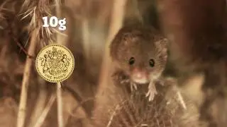 MND &ndash; Amanda Lloyd talks about harvest mice