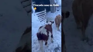 Бычки 49 голов, цена 80 тыс ₽уб, с доставкой +7937-750-21-20 Любовь